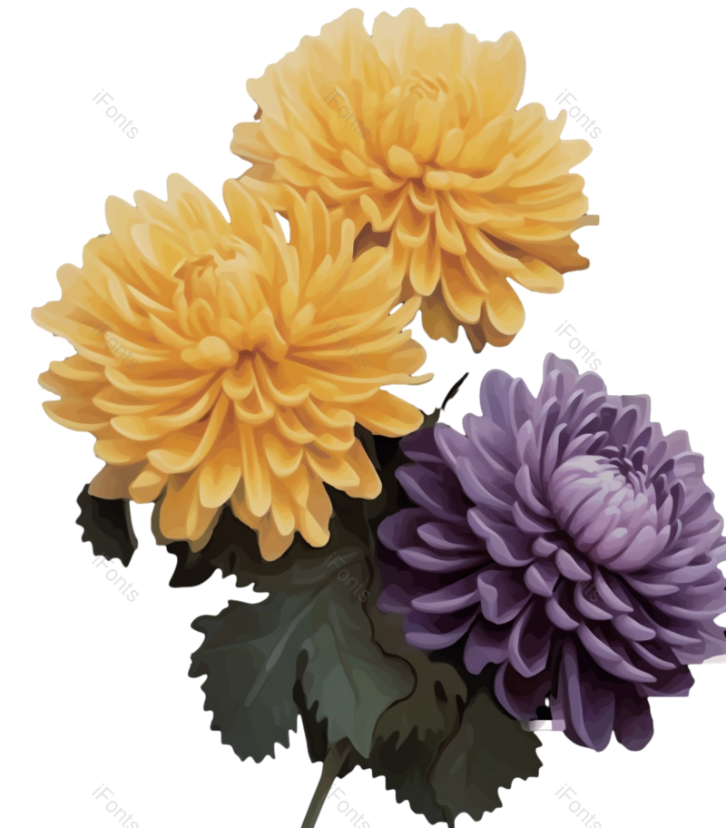 元素图片,清新元素,菊花PNG,秋天免抠素材